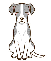 落ち込むウィペット（ブルーブリンドル）