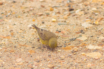 Obraz premium bird eat