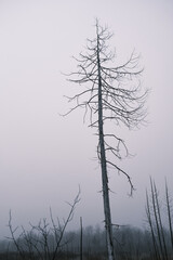 Dead, bare tree still standing tall in winter
