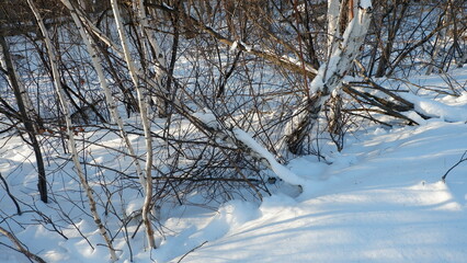 trees jn winter Yekaterinburg Russia