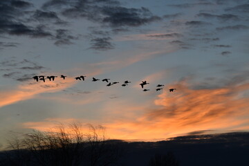 Fototapeta na wymiar Geese Flying in a Sunset