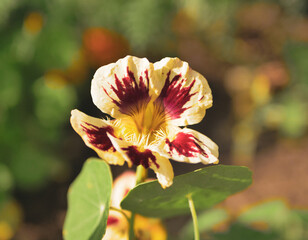 Close up of a flower - Metis Garden