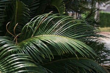 Fototapeta na wymiar Palm tree leaves