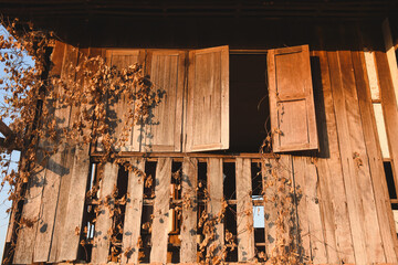 Old wooden house walls decay over time.