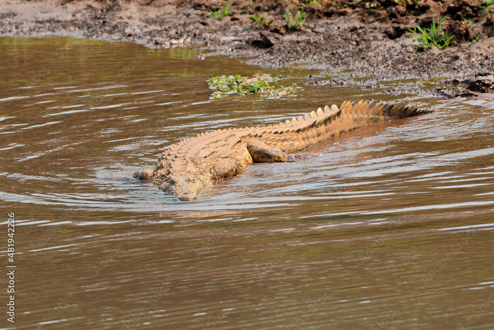 Poster A Nile crocodile (Crocodylus niloticus) basking in shallow water, Kruger National Park, South Africa.