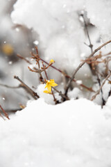 Although it is a cold winter with snow, forsythia flowers are in full bloom as if to tell the news of spring.
