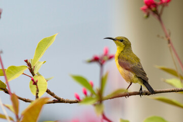 close range for sunrise birds perched on tree branches