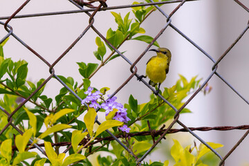 close-up for sunrise birds perched on an iron fence next to a plant