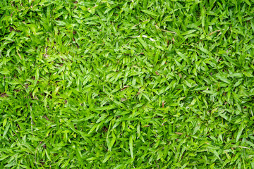 Green grass texture for background. Green lawn pattern and texture background.