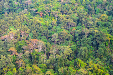 Thai beautiful evergreen green forest grow on  mountain.Landscape of Thailand and Myanmar Border, Northern Thailand.