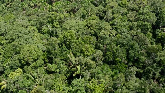 Aerial view of the tree canopy of a tropical forest, this ecosystem consists of many palm trees named Moriche or Morete, Mauritia flexuosa, and can be found throughout the Amazon rainforest