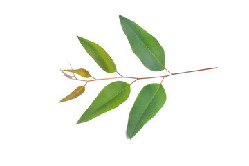 eucalyptus leaf