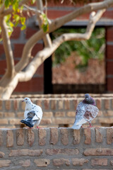 Fototapeta premium Dove