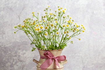 Chamomile with pretty little white flowers