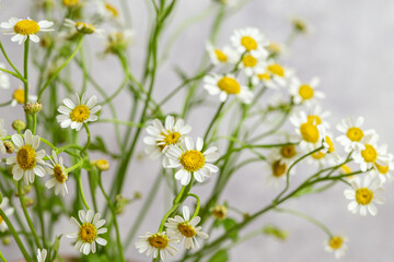 Chamomile with pretty little white flowers