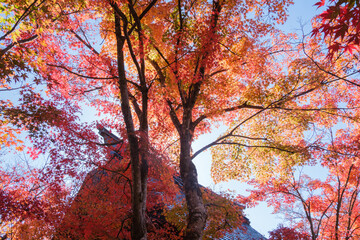 Fototapeta premium 輝く山門