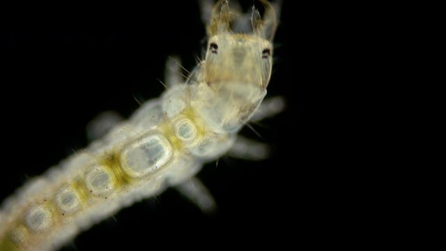 Beetle larva family Hydrophilidae under a microscope, order Coleoptera. They live in water, cannot swim, so they crawl over algae, branches ... Predators hunt mainly snails