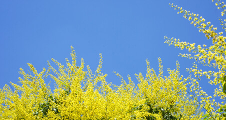 Frame for text. Yellow flowers and blue sky. Copy space for text.