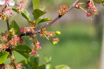 A branch of a fading cherry tree is beginning to bear fruit.