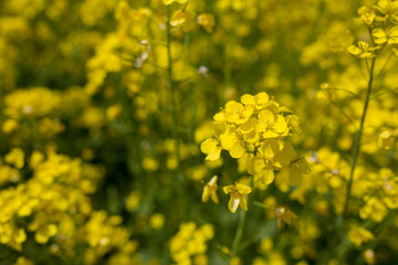 Fototapeta premium 先始めた菜の花