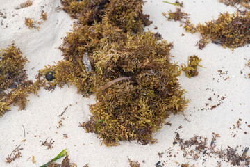 Algae on sand in Mexico