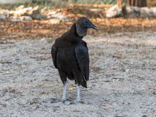 Black vulture