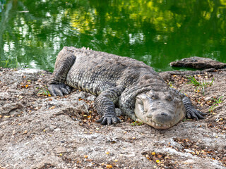 Crocodile on the ground