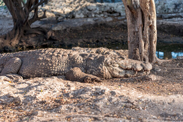 Fototapeta premium Crocodile on the ground
