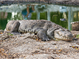 Crocodile on the ground