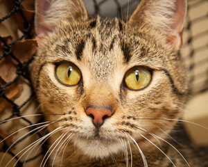 A beautiful cat looking straight at the camera wondering what on earth you are doing!