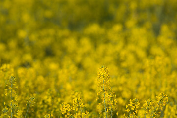 黄色の花畑を背景に浮き立つ菜の花