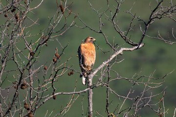 A Red Shouldered Hawk taking watch in a tree