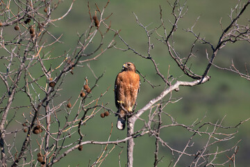 A Red Shouldered Hawk taking watch in a tree