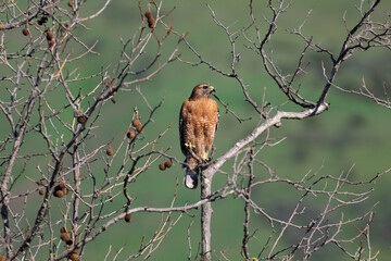 A Red Shouldered Hawk taking watch in a tree