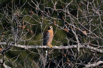 A Red Shouldered Hawk taking watch in a tree