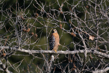 A Red Shouldered Hawk taking watch in a tree