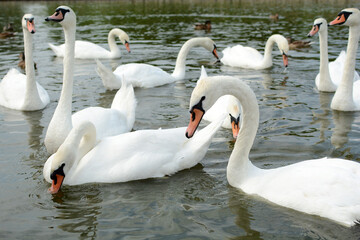 Many white swans in the lake