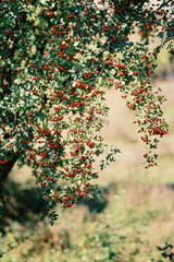 Red hawthorn berries on green branches
