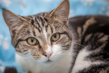 A beautiful cat looking straight at the camera wondering what on earth you are doing!