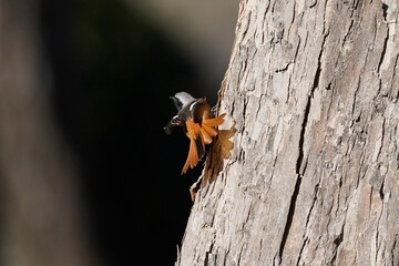 daurian redstart in the forest