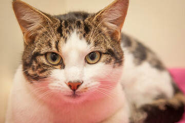 A beautiful cat looking straight at the camera wondering what on earth you are doing!