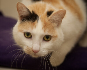 A beautiful cat looking straight at the camera wondering what on earth you are doing!