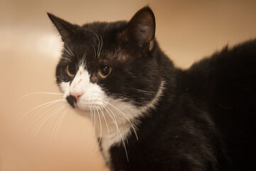 A beautiful cat looking straight at the camera wondering what on earth you are doing!