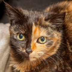A beautiful cat looking straight at the camera wondering what on earth you are doing!