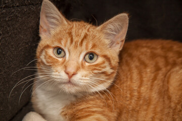 Obraz premium A beautiful cat looking straight at the camera wondering what on earth you are doing!