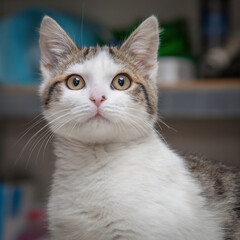 A beautiful cat looking straight at the camera wondering what on earth you are doing!