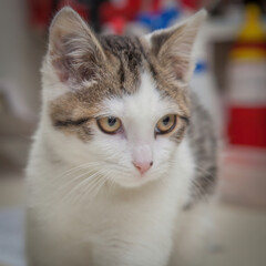 A beautiful cat looking straight at the camera wondering what on earth you are doing!