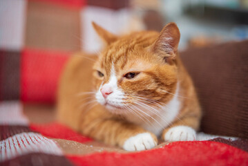 Red purebred beautiful cat at home.