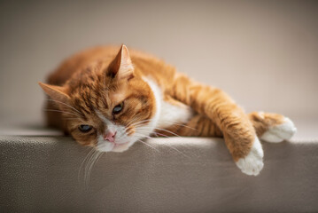 Red purebred beautiful cat at home.