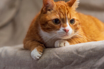 Red purebred beautiful cat at home.